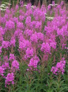 Alaskan Fireweed